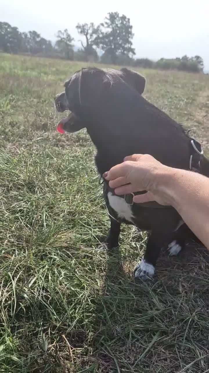 Mixed Breed dogs for adoption: Bramble ❤️  - Video 1