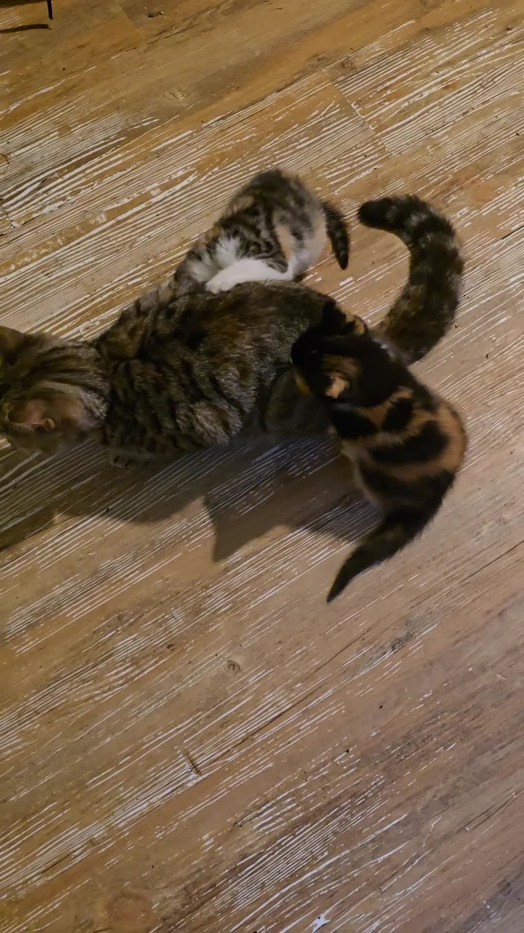 Mixed Breed cats for sale: Beautiful mixed breed female kitten  - Video 3