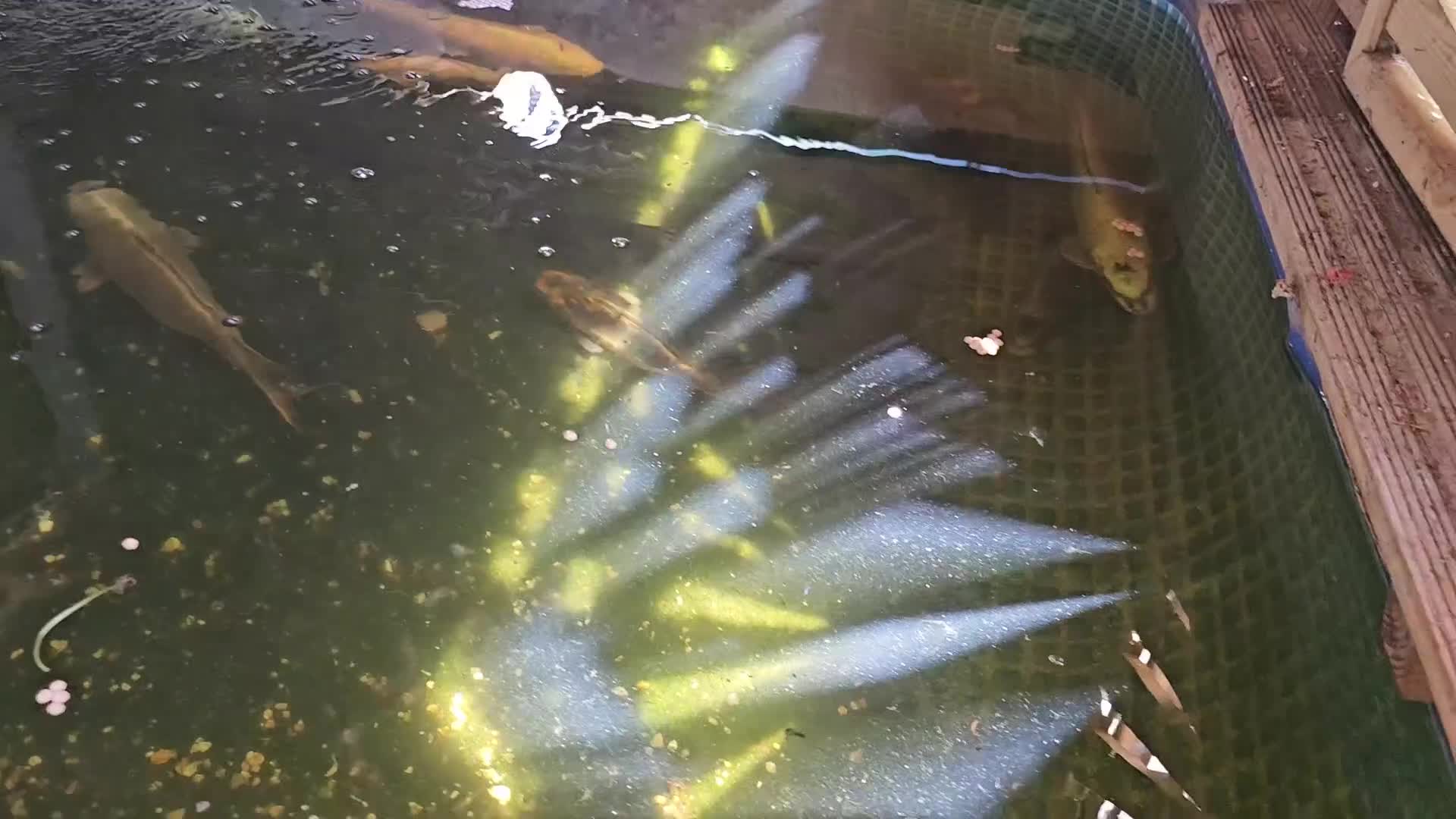 Koi Carp fish for sale: Closing down my ponds. - Video 3