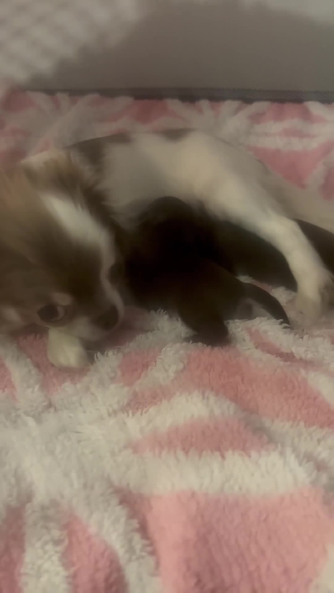 Chihuahua dogs for sale:  Tiny  Chihuahuas - Video 1
