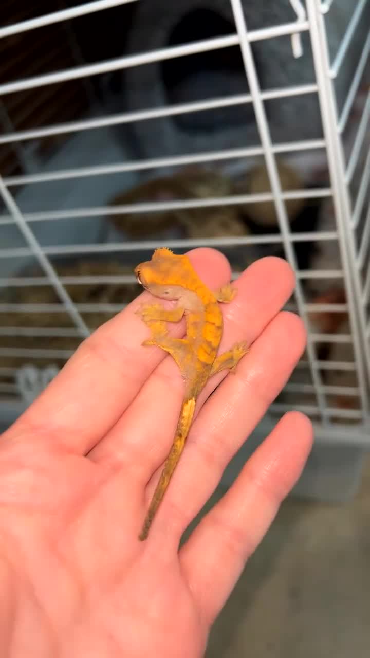 Gecko reptiles for sale: Young Crested Geckos X2 LEFT - Video 1
