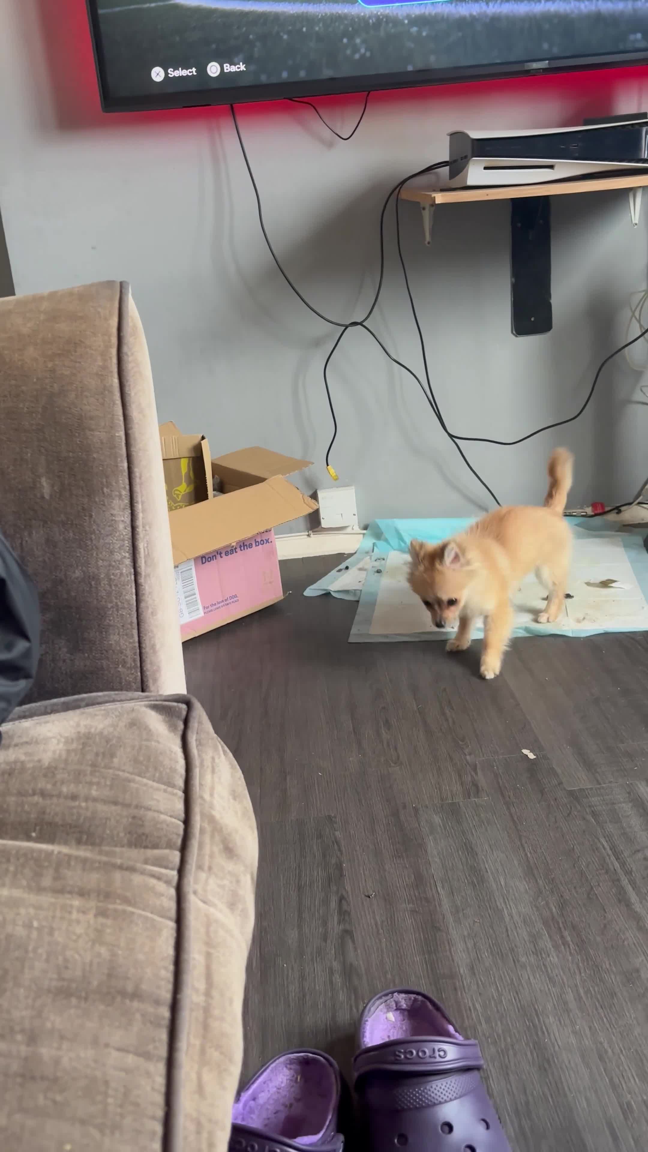 Pomchi dogs for sale: 9 month Pomchi - Video 1