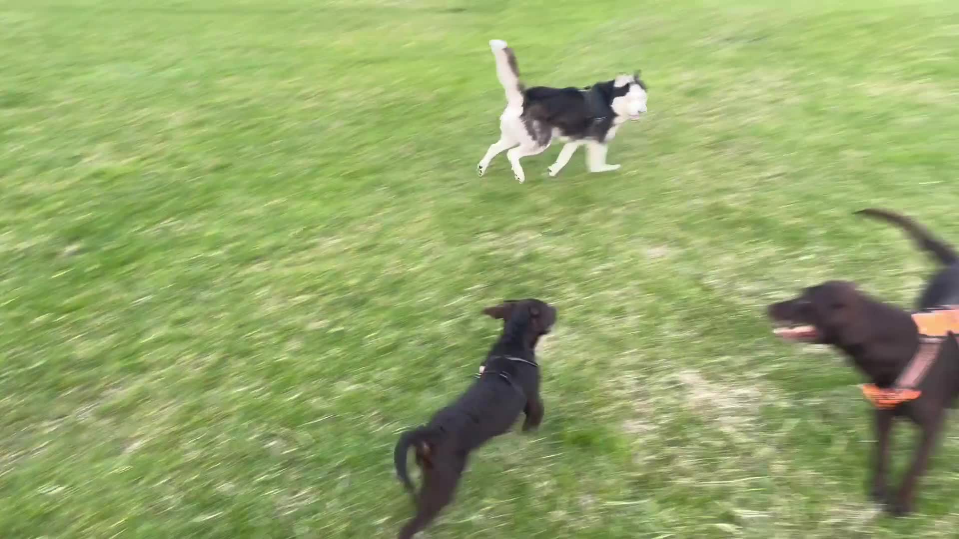 Labrador Retriever dogs for sale: FULLY VACCINATED & DEWORMED CAN LEAVE NOW! - Video 2
