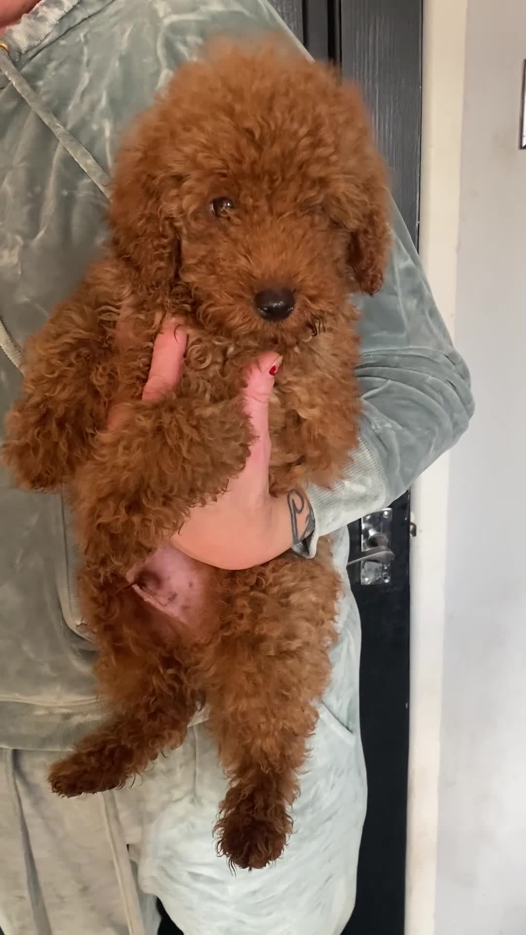 Miniature Poodle dogs for sale: Gorgeous Red Minature Poodle Puppies  - Video 1