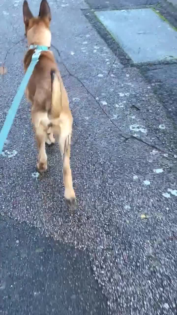 Belgian Shepherd Dog dogs for sale: 4-Month-Old Female Belgian Malinois  - Video 3