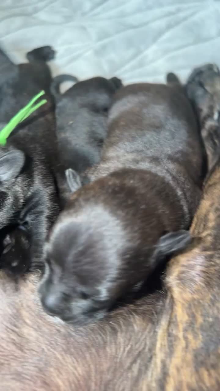 Staffordshire Bull Terrier dogs for sale: 10 Gorgeous Brindle Pups  - Video 2