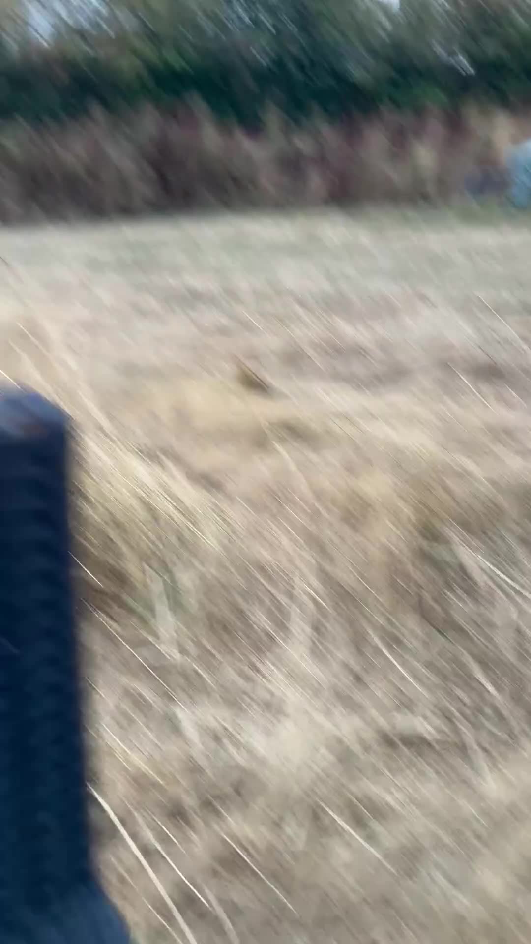 Cockapoo dogs for sale: Fun loving cockapoo - Video 4