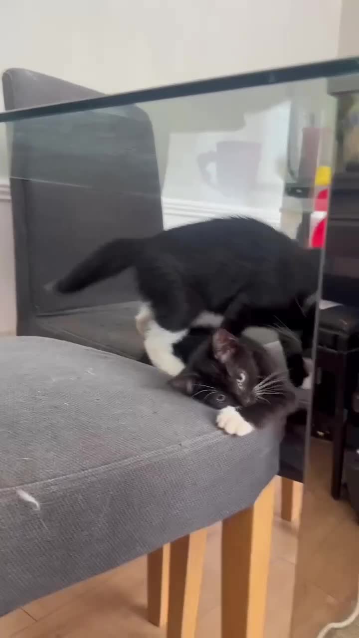 Mixed Breed cats for sale: 2 beautiful kittens  - Video 1