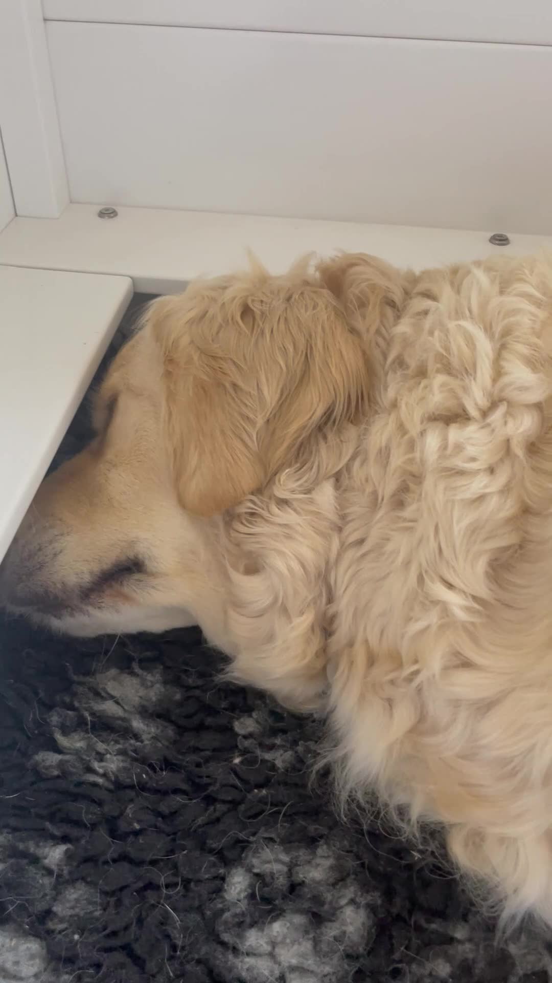 Golden Retriever dogs for sale: KC registered golden retriever puppies  - Video 1