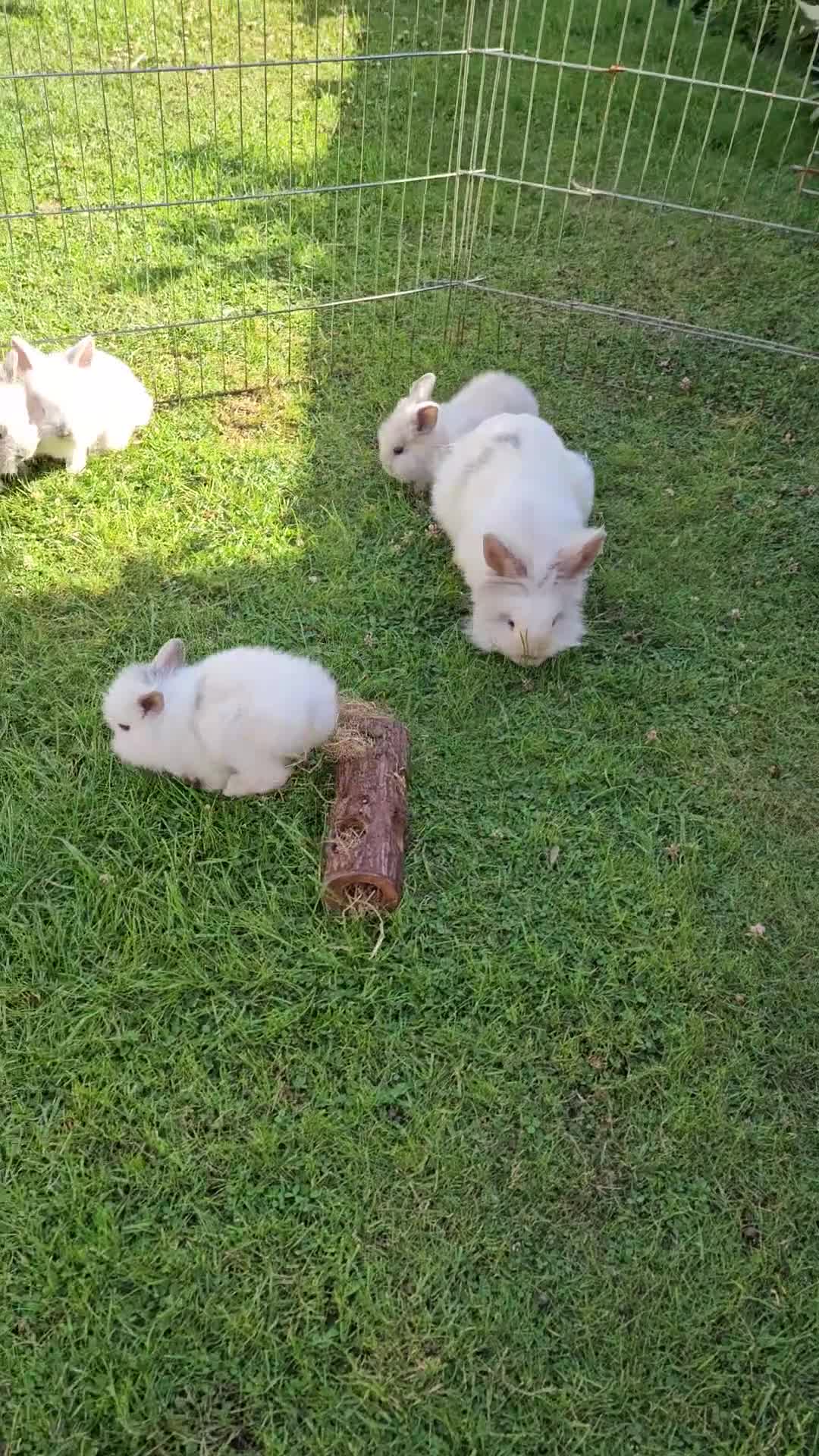Lionhead rabbits for sale: Baby lionhead Rabbits-female ready to leave now  - Video 1