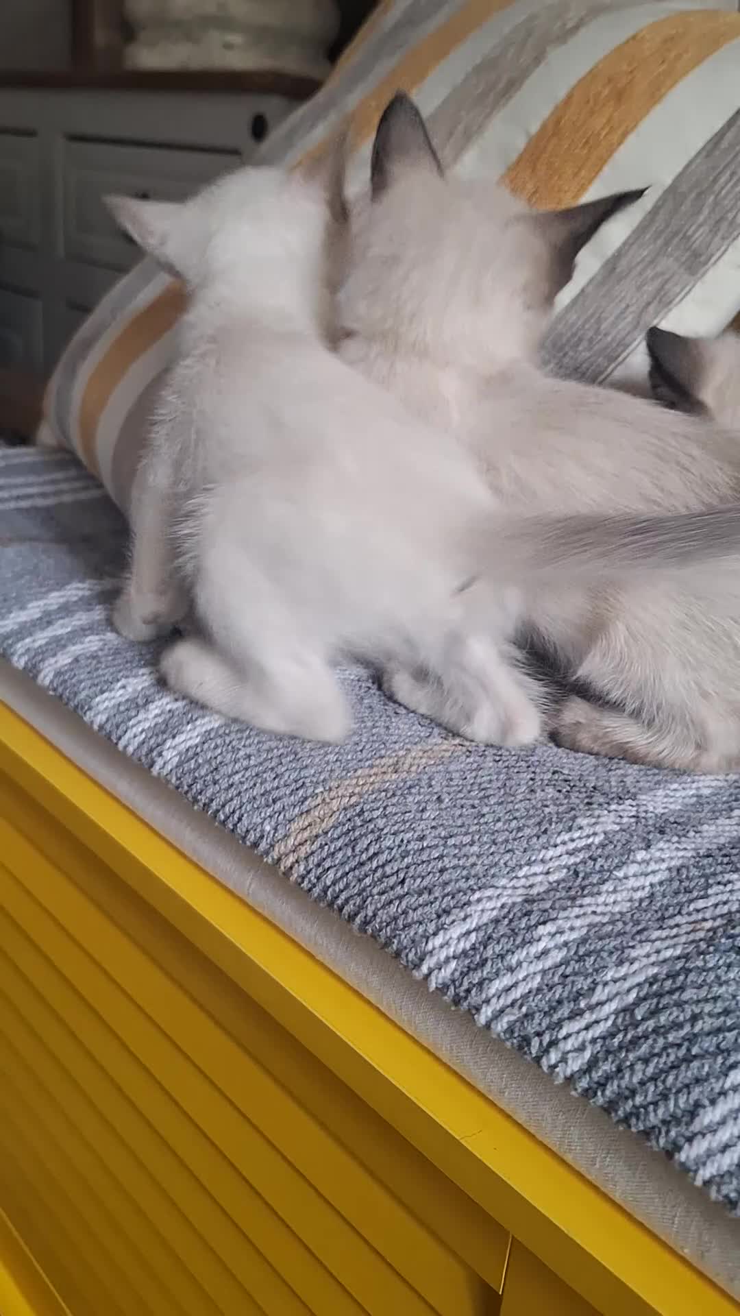 Siamese cats for sale: Beautiful Lilac and chocolate point Siamese  - Video 1