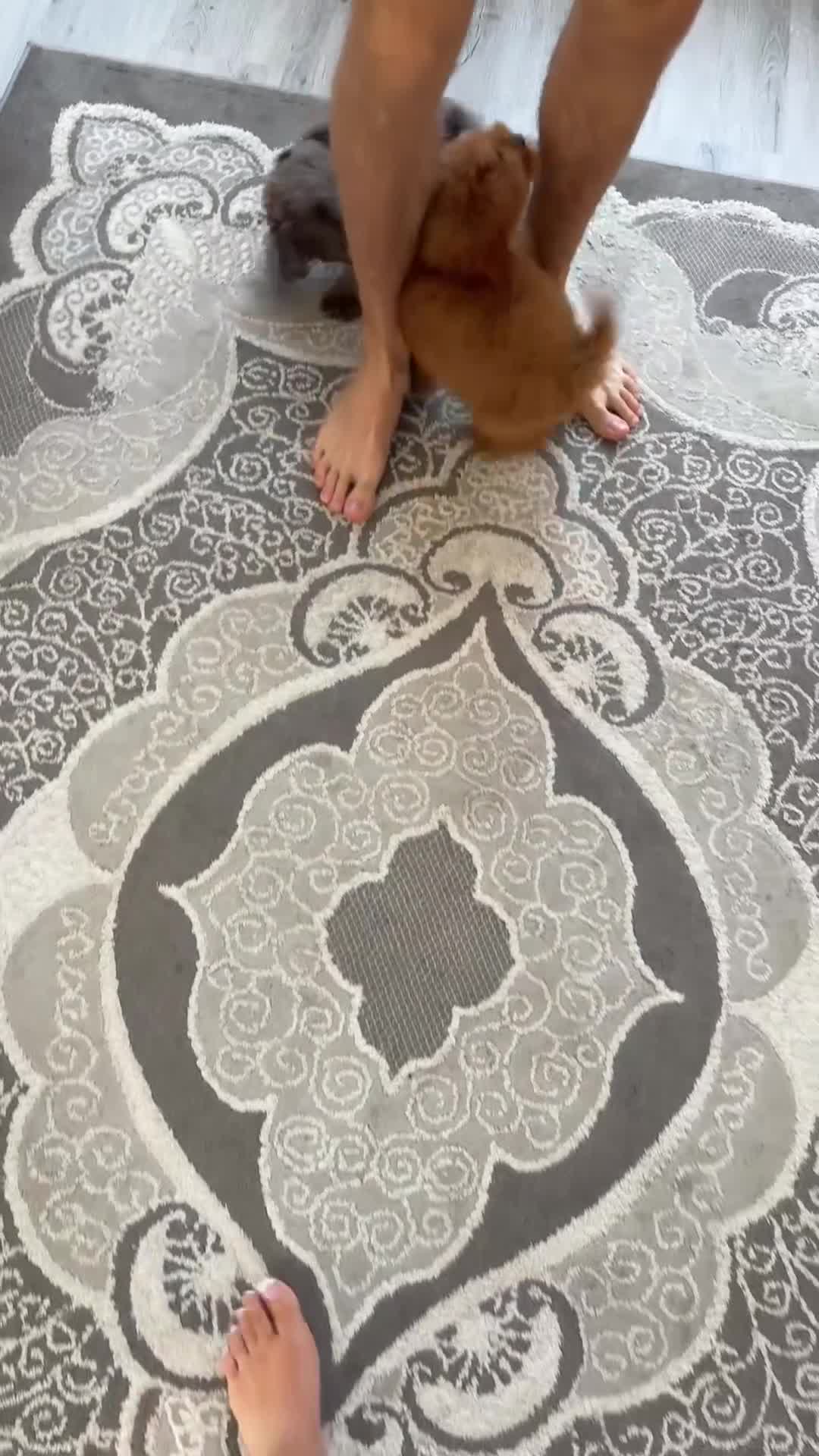 Cockapoo dogs for sale: Stunning f1 cockapoo puppies 🐶  - Video 1