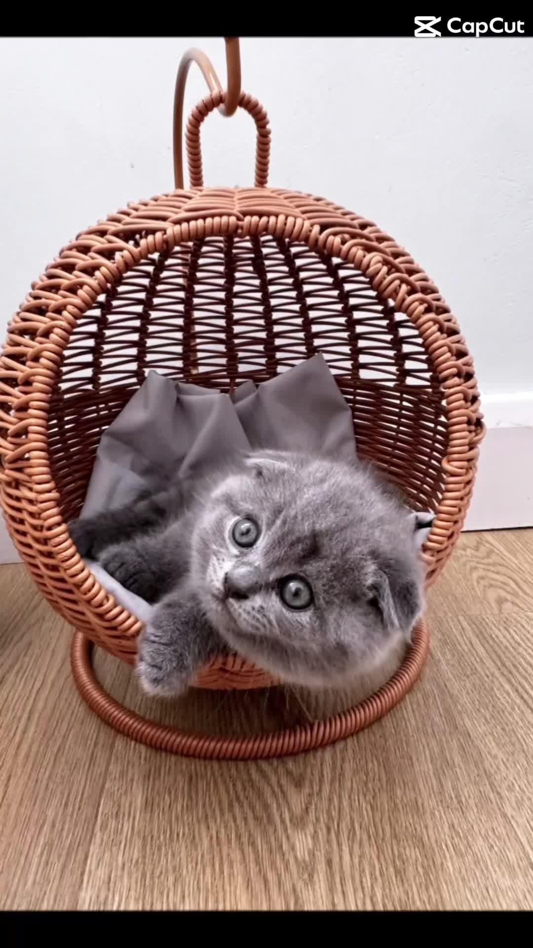 British Shorthair cats for sale: BeautifulScottish folds Ready now! Quality kittens - Video 1