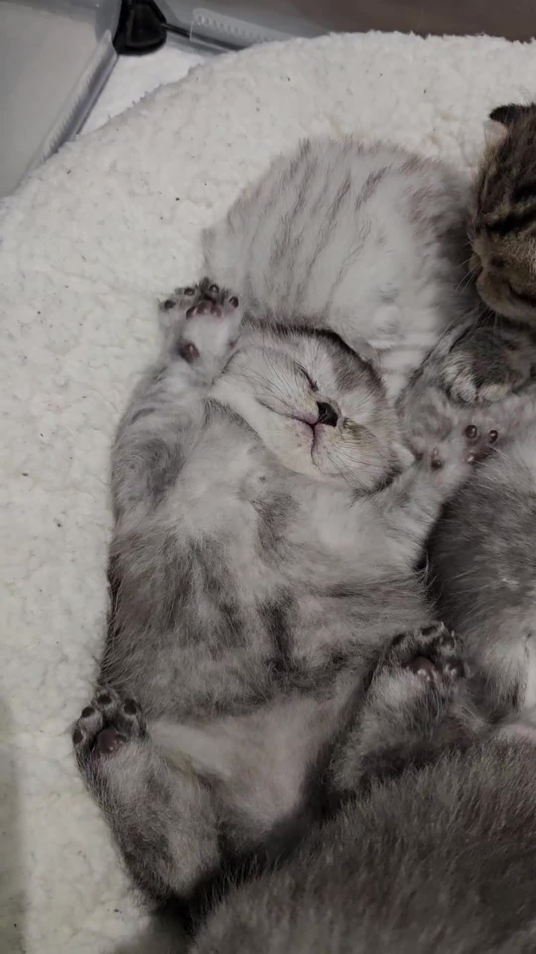 Scottish Fold cats for sale: Stunning Scottish Fold & Scottish Straight Kittens in Peterborough - Video 4