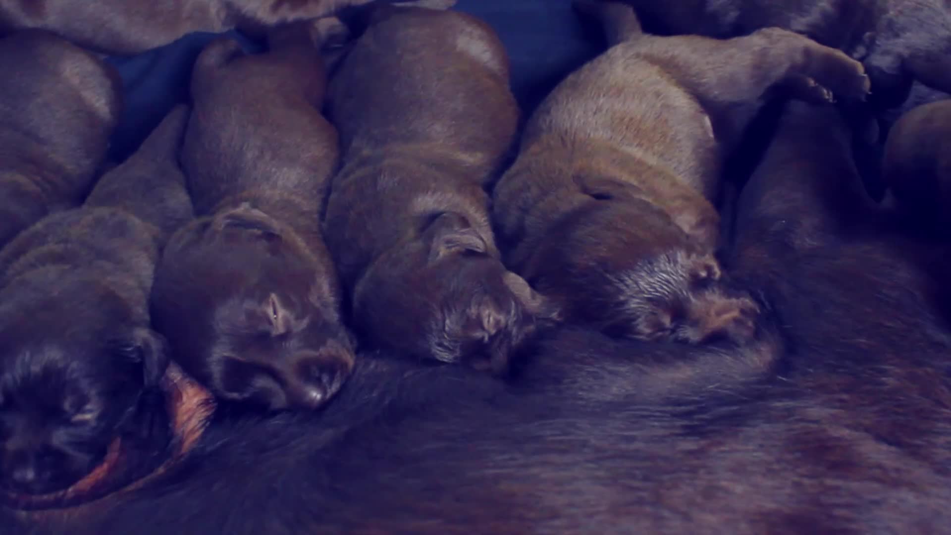 Labrador Retriever dogs for sale: Chocolate Labrador in Glasgow - Video 5