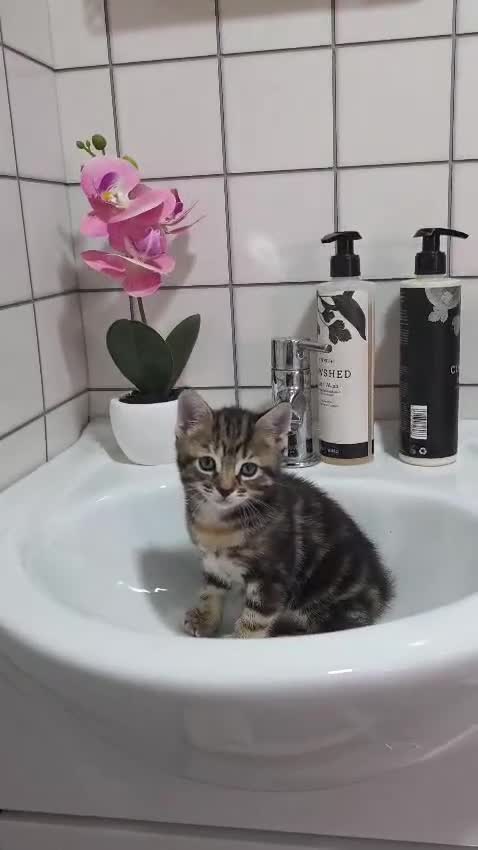 Mixed Breed cats for sale: Beautiful calico female kitten - READY NOW - Video 1