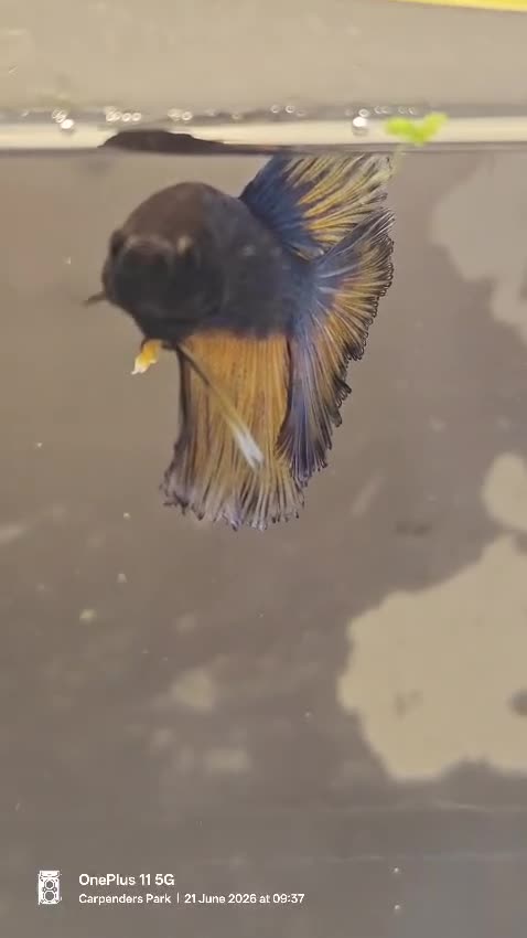 Bettas fish for sale: Betta mustard gas  - Video 1