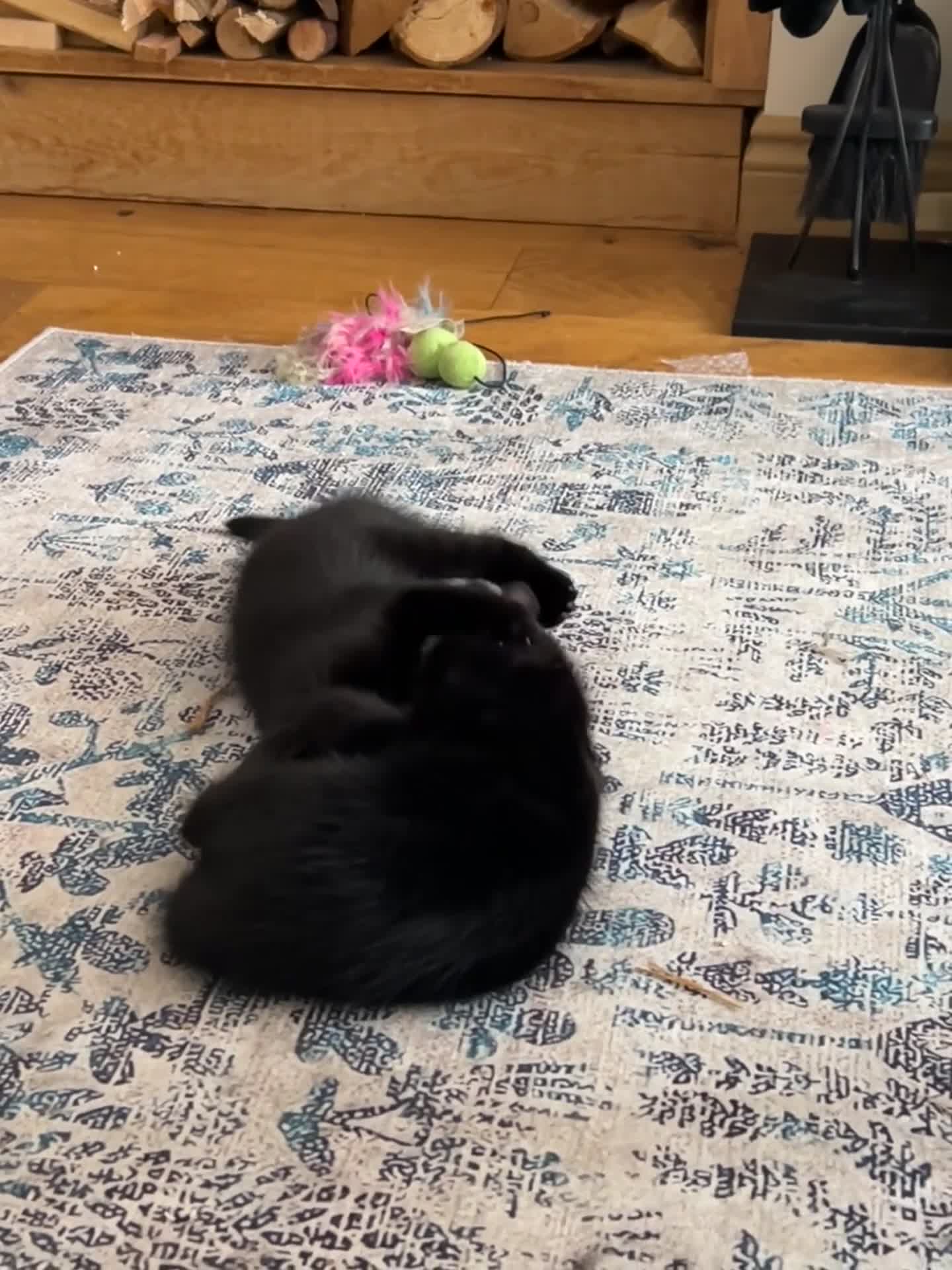 Mixed Breed cats for sale: Two Boys - Video 1