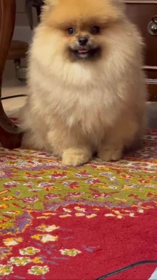 Pomeranian dogs for stud: Czech Republic Pomeranian import - Video 1