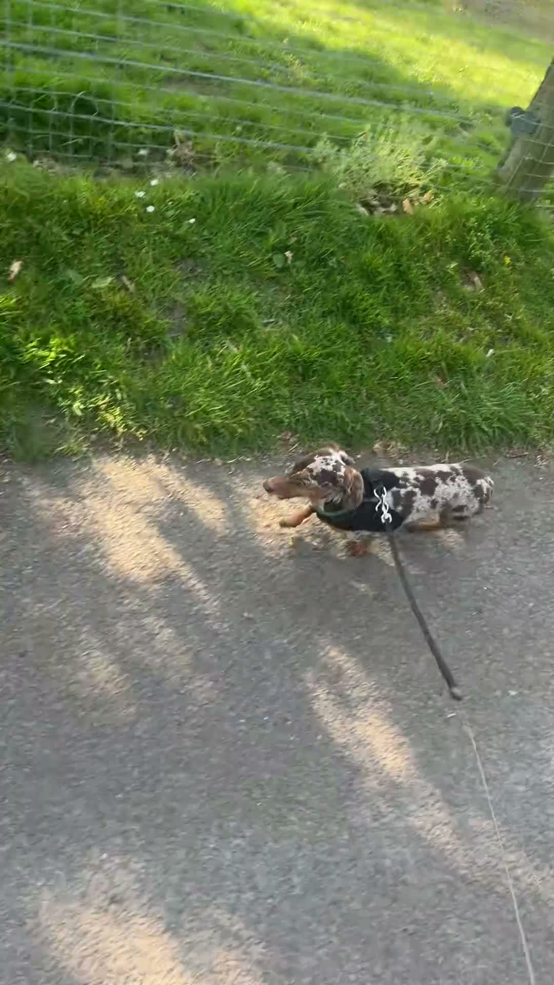 Miniature Dachshund dogs for stud: MINIATURE DACHSHUND STUD AVAILABLE - Video 1