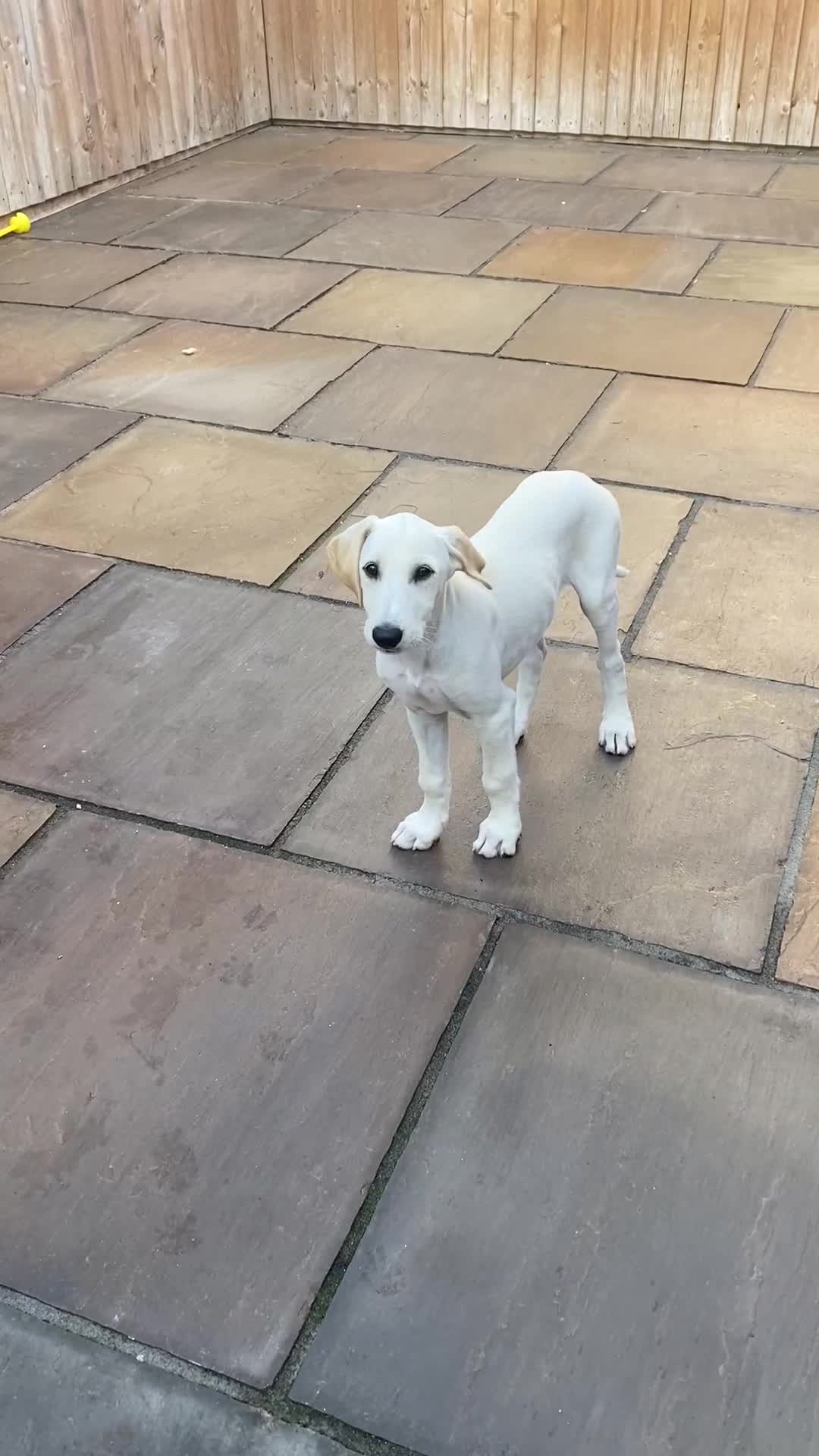Lurcher dogs for sale: Saluki bred long dog puppies  - Video 1