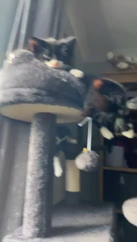 Mixed Breed cats for sale: Beautiful kitten ready now - Video 1