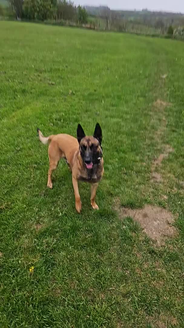 Belgian Shepherd Dog dogs for stud: Belgian malinois in Doncaster - Video 3