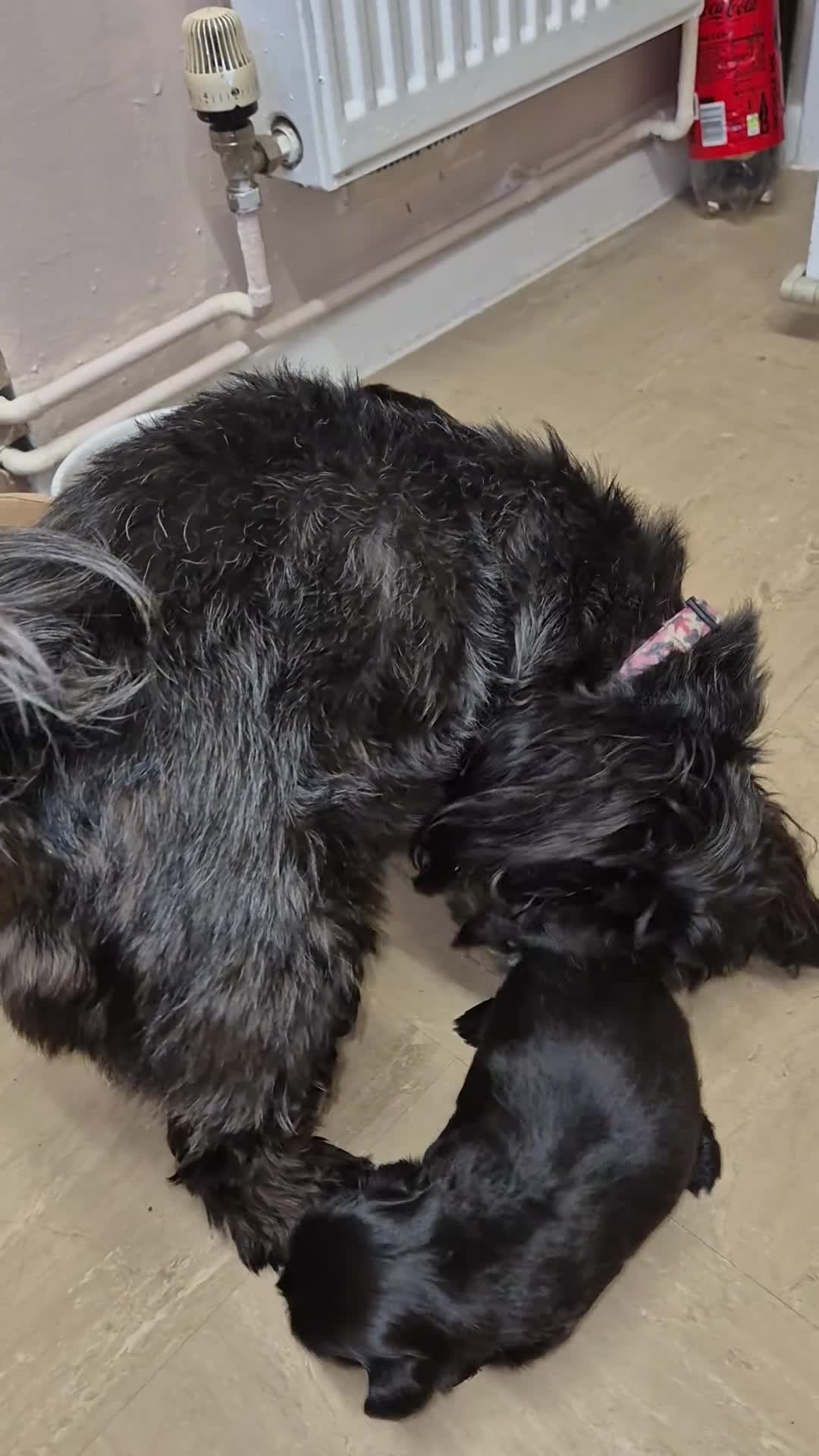 Shih Tzu dogs for sale: Shih Tzu Babies - Video 1