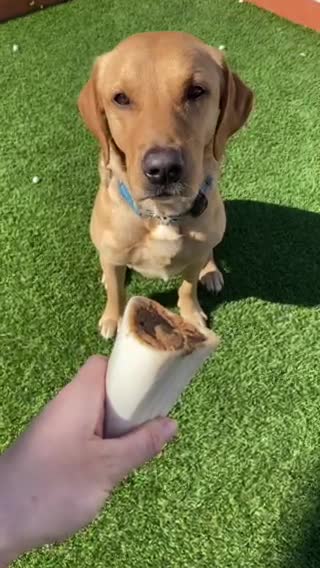 Labrador Retriever dogs for stud: Proven Fox Red / Golden working Labrador for stud in Sleaford - Video 2