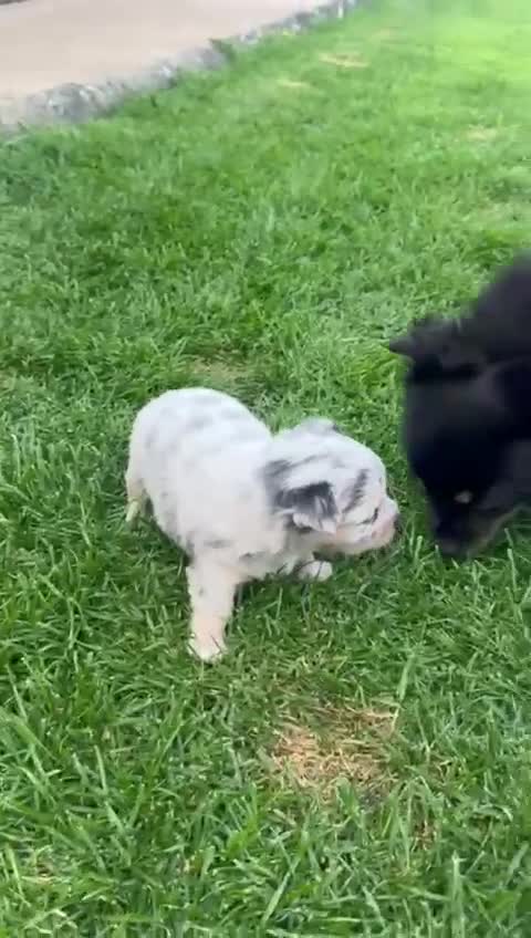 Chihuahua dogs for sale: Gorgeous Chihuahua Puppies – 1 Boy & 1 Girl  - Video 1