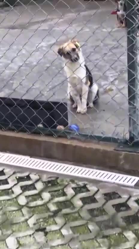 Mixed Breed dogs for adoption: Horace, 1 yr approx. Available for adoption. - Video 3