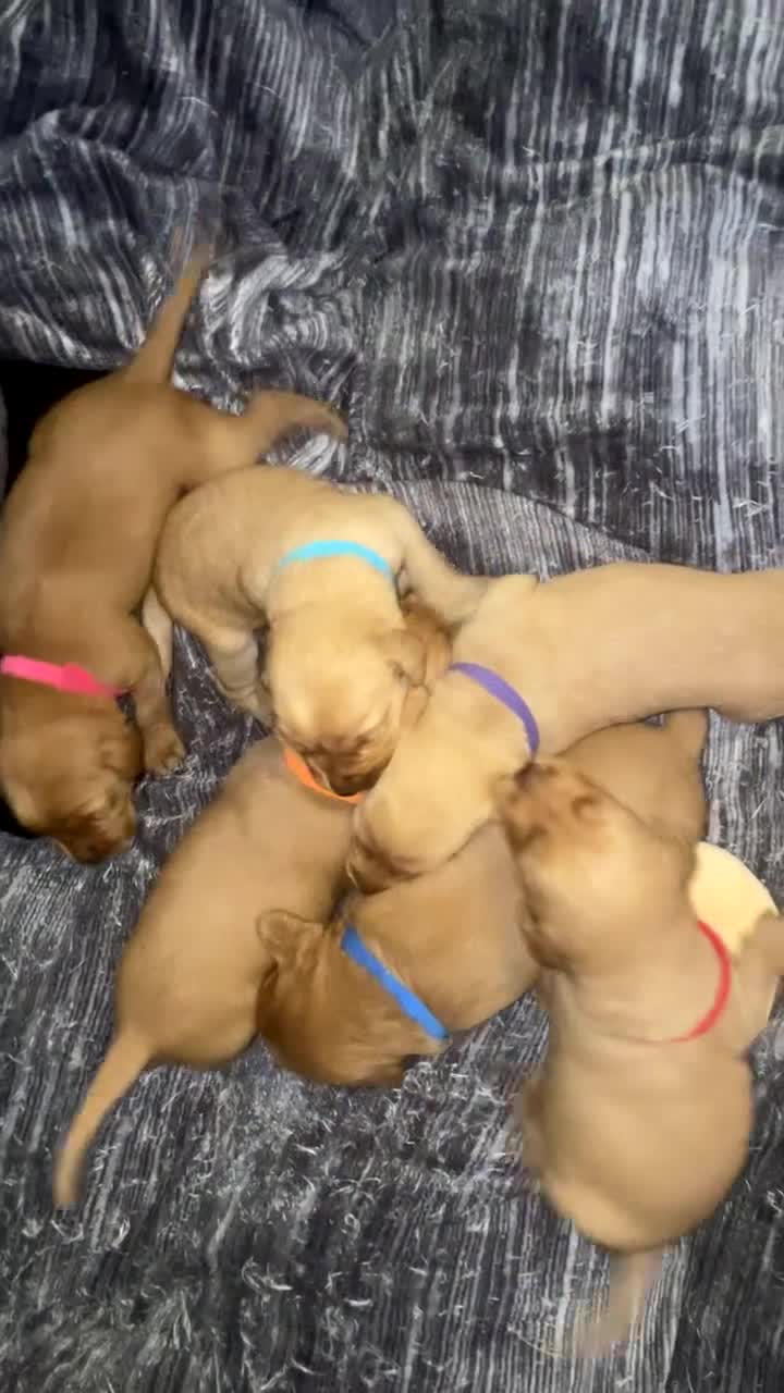 Labradoodle dogs for sale: F1b labradoodle puppies - Video 2