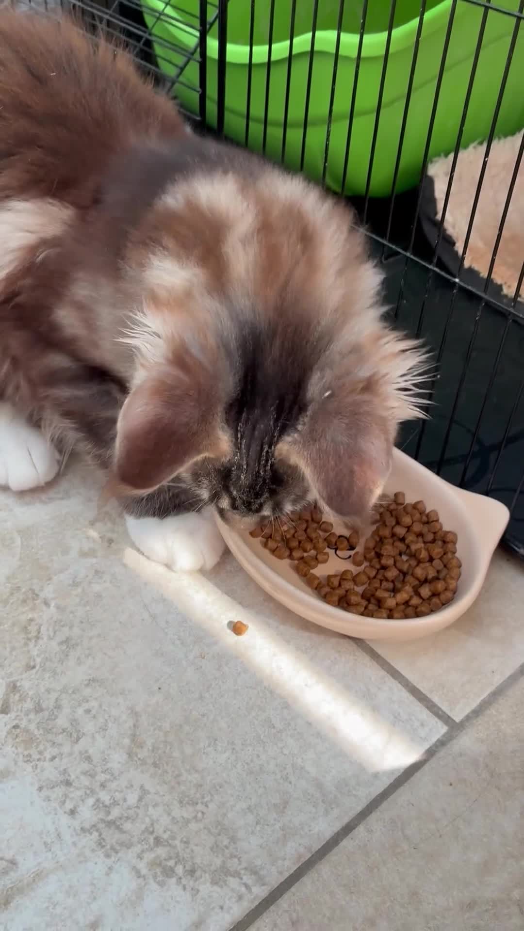 Maine Coon cats for sale: Only 1 boy left in King's Lynn - Video 1