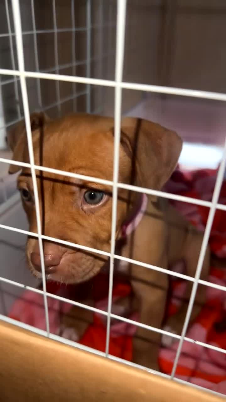 Bullmastiff dogs for sale: Bullmastiff **tiff - Ready Now - London - Video 2
