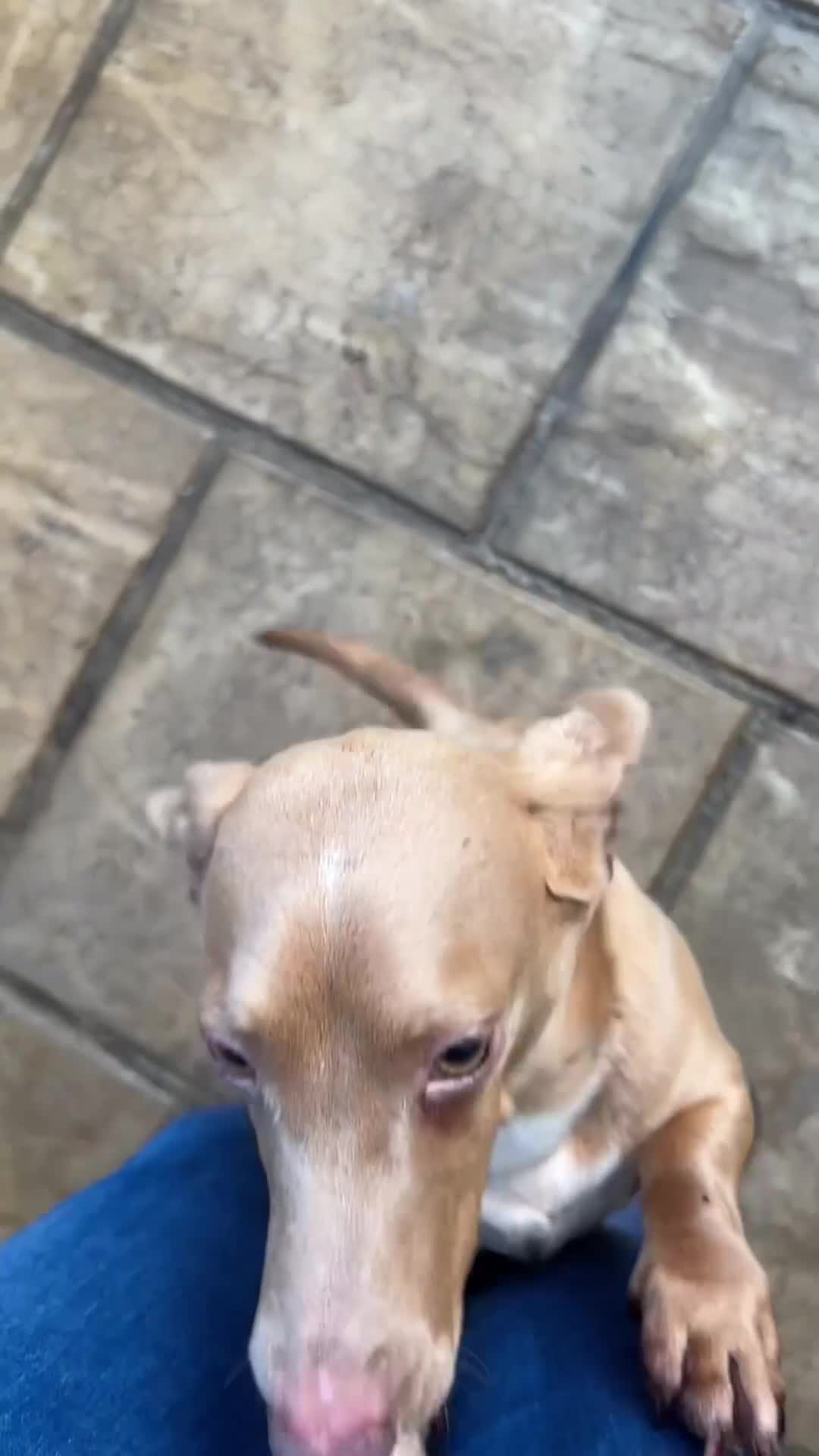 Miniature Dachshund dogs for stud: 🍦Cupid Draw back your bow🩷 up for stud!  - Video 1