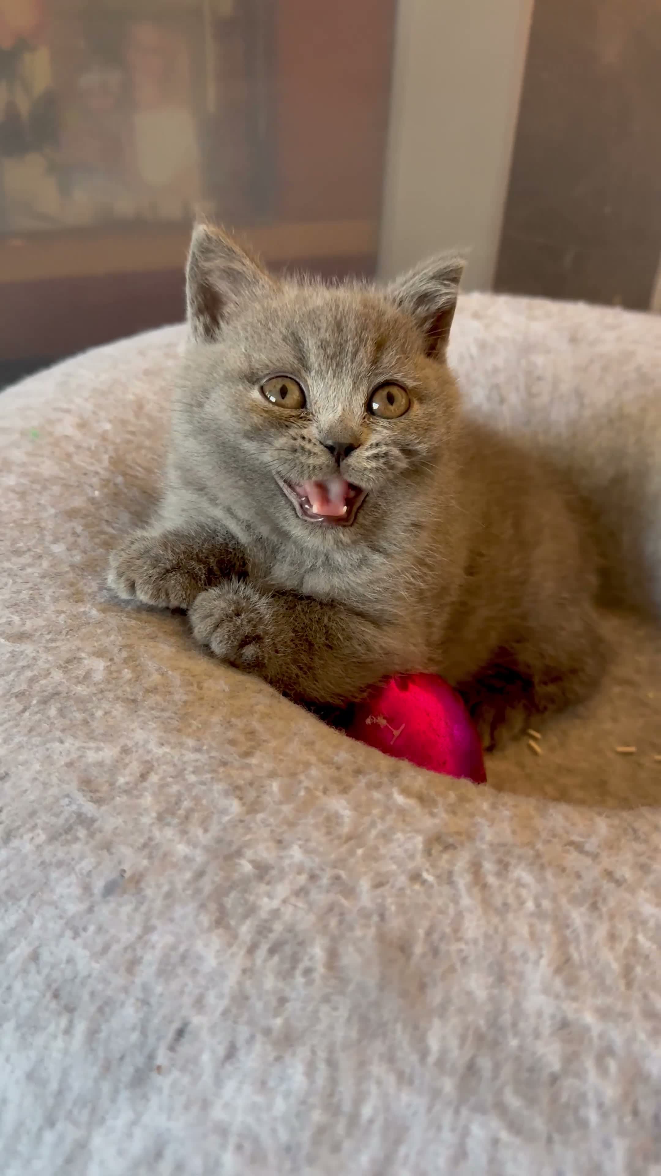 British Shorthair cats for sale: British Shorthair kittens open for reservations  - Video 1