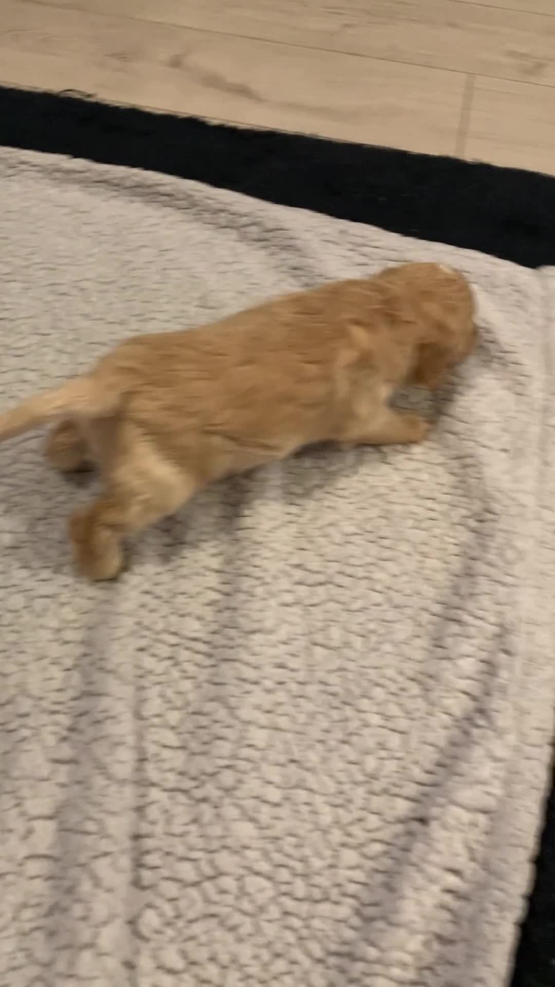 Cockapoo dogs for sale: F1 show type Cockapoo. Health tested parents - Video 1