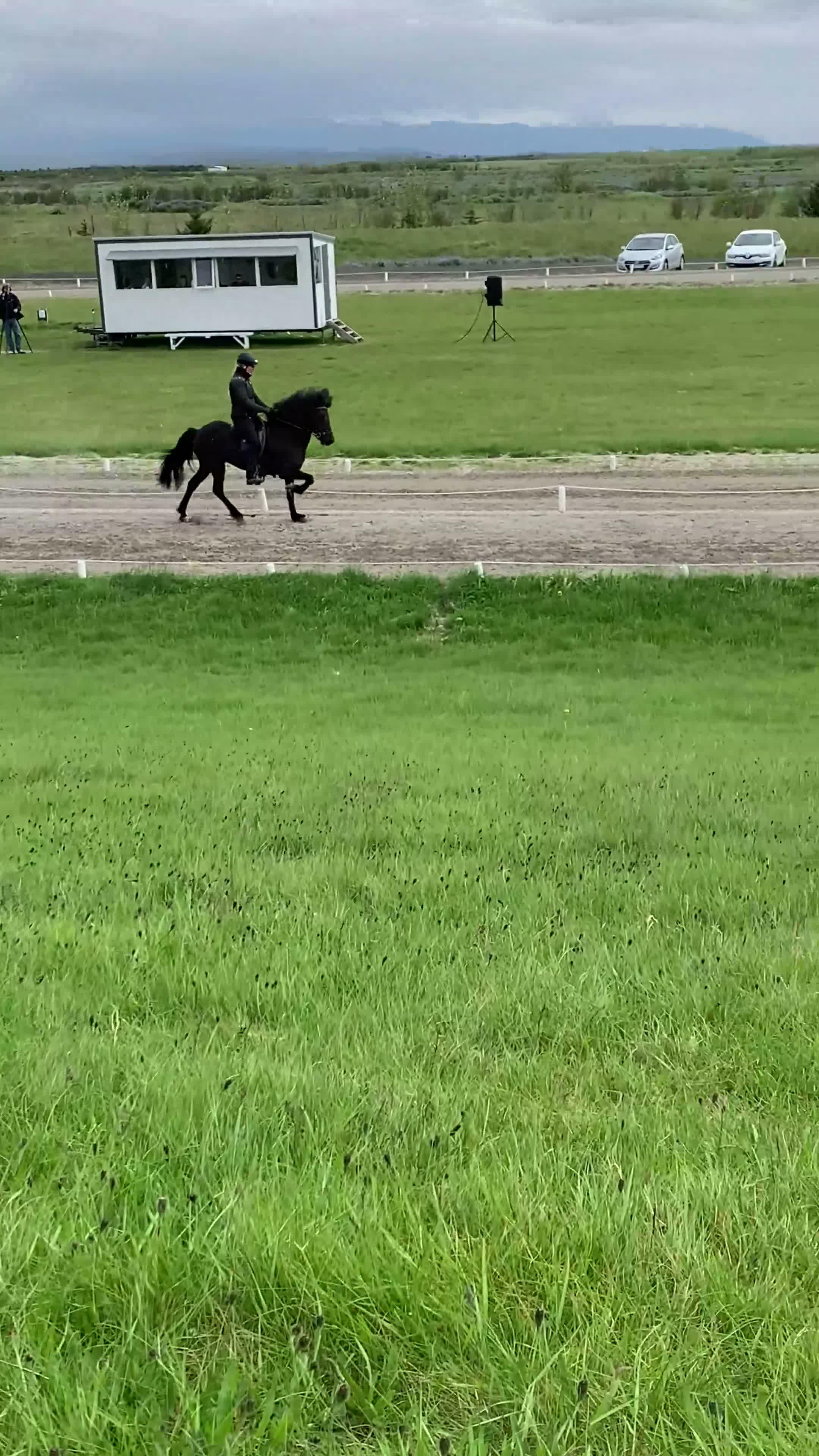 Icelandic horse horses for sale: Icelandic mare  - Video 2