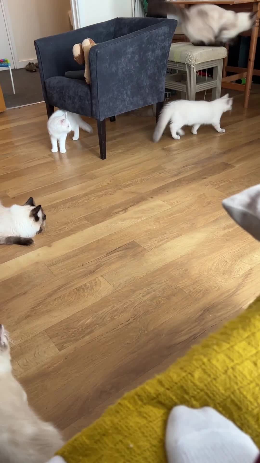 Ragdoll cats for sale:  Rehoming Ragdoll Cats. Indoor Homes Onlyz  - Video 1
