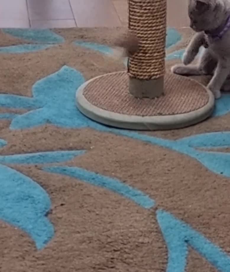 British Shorthair cats for sale: British Shorthair Lilac Female – 1 Year Old - Video 1