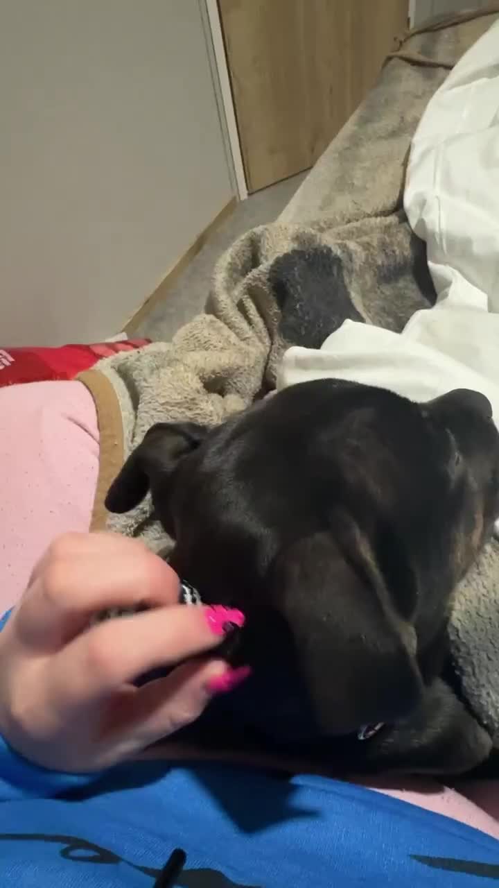 Mixed Breed dogs for sale: Our beautiful puppy is up for sale - Video 1