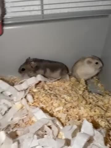 Hamster rodents for sale: 2 Russian dwarf hamsters and set up - Video 1