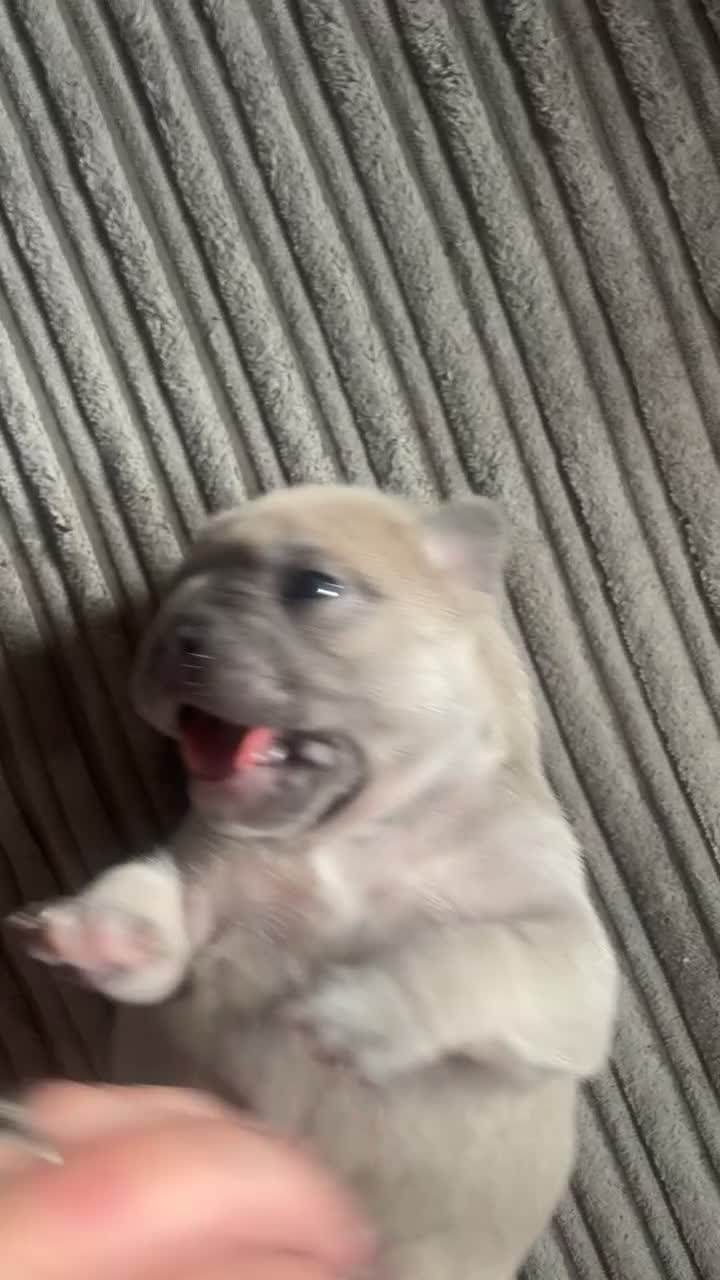 French Bulldog dogs for sale: French bulldog  - Video 2