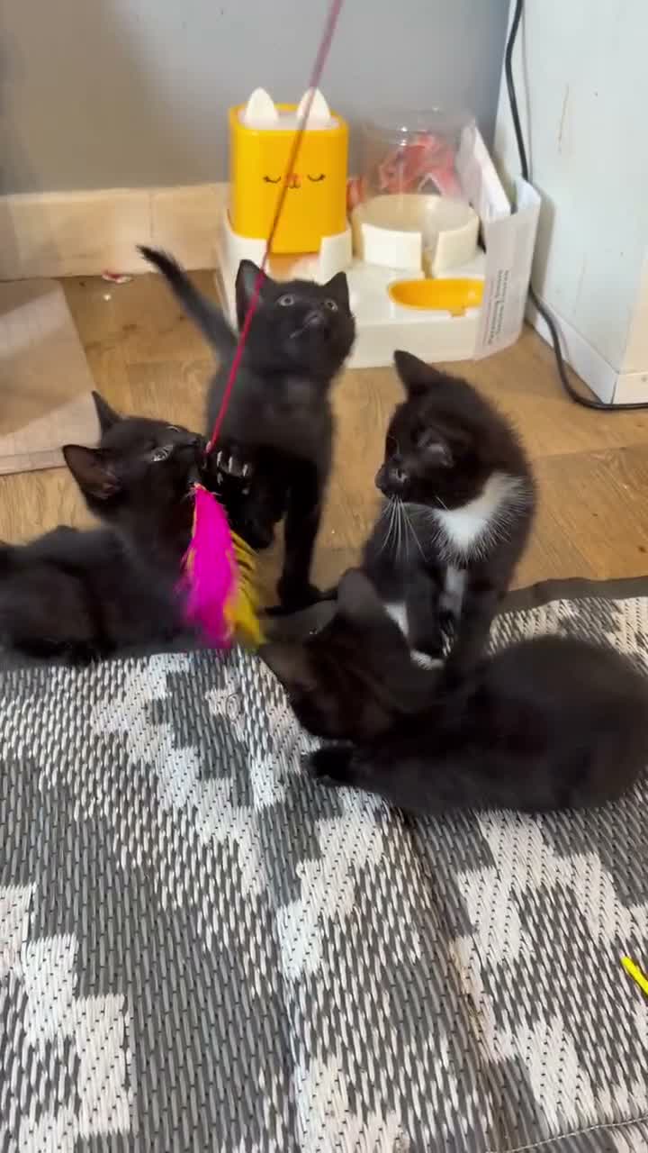 Mixed Breed cats for sale: 4 cute playful kittens ready for forever home 😍 in Manchester - Video 1