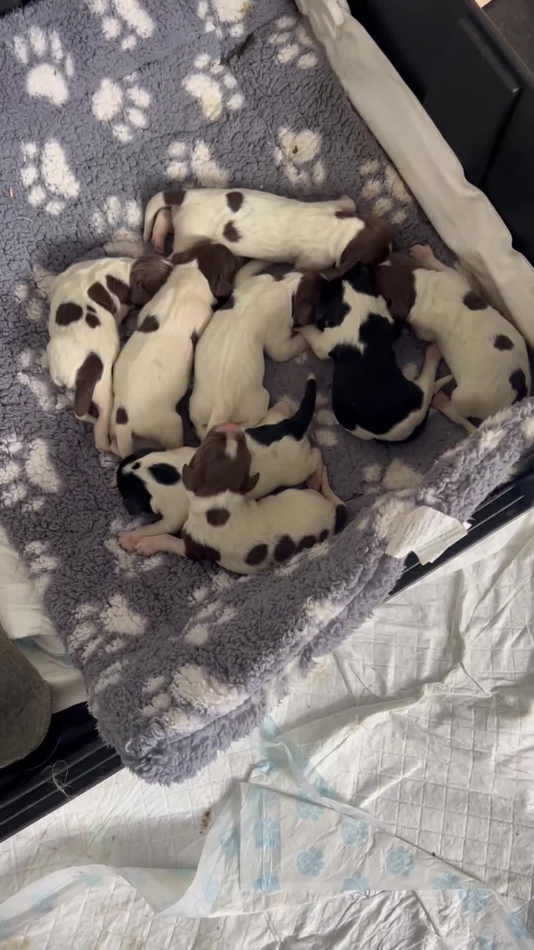 English Springer Spaniel dogs for sale: KC registered Springer spaniels puppies  - Video 1