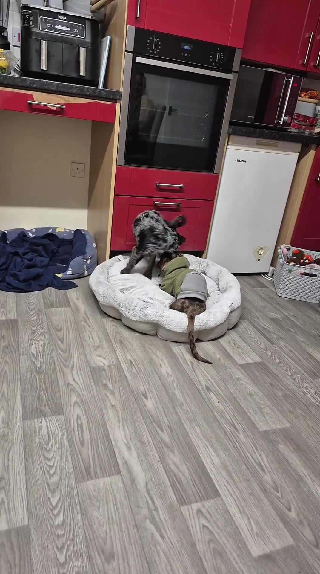 Mixed Breed dogs for sale: Chihuahua cross 5mths old - Video 1