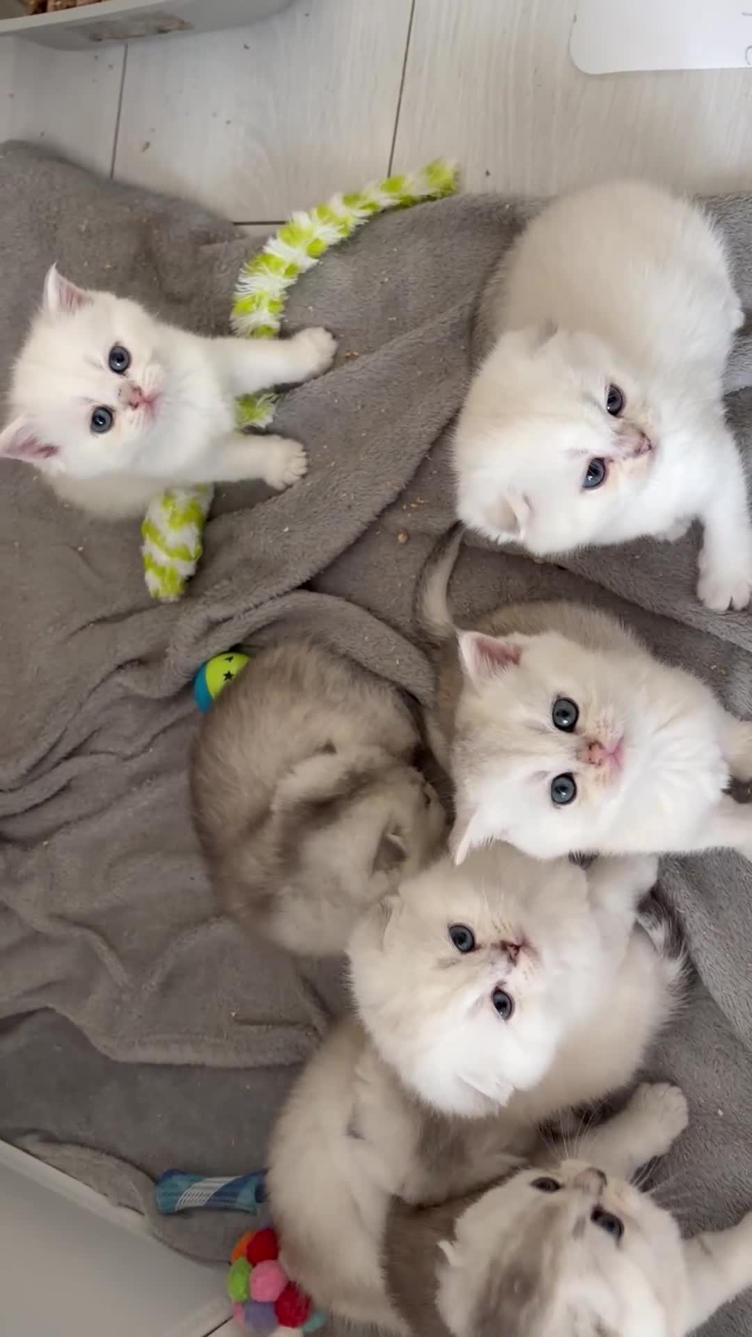 Scottish Fold cats for sale: Adorable Scottish Fold Kitten  - Video 1