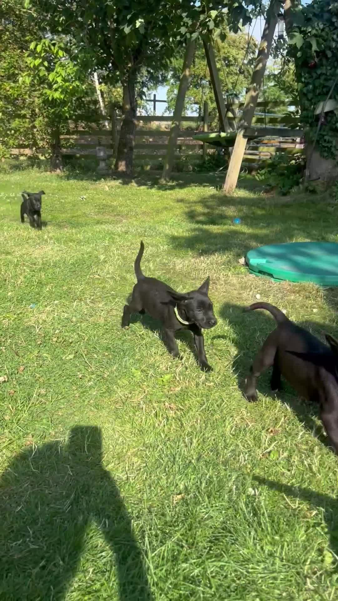 Labrador Retriever dogs for sale: KC Registered Black Labrador Pups 🐾 - Video 2
