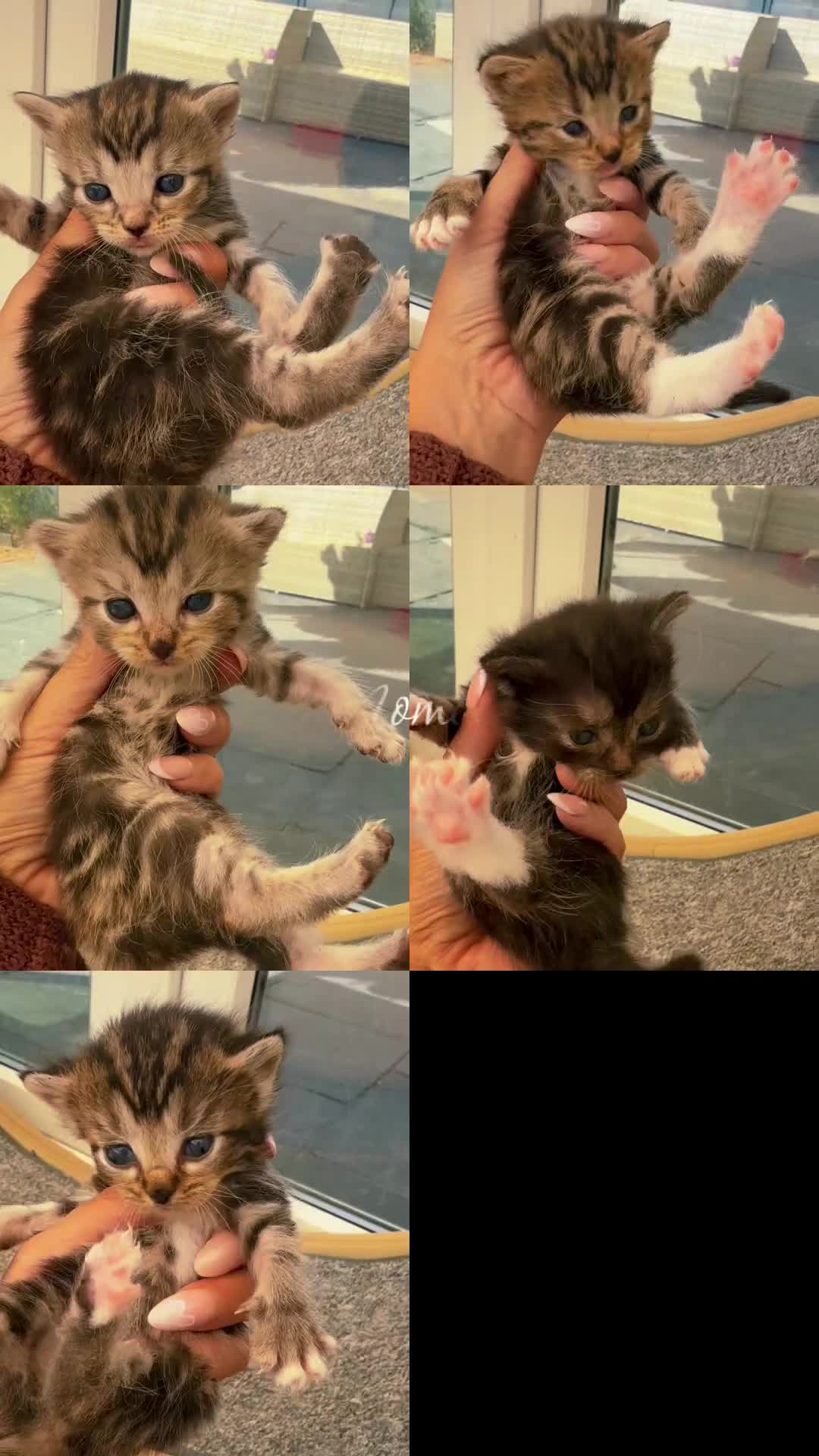 Norwegian Forest Cat cats for sale: 10 stunning family raised kittens - Video 1