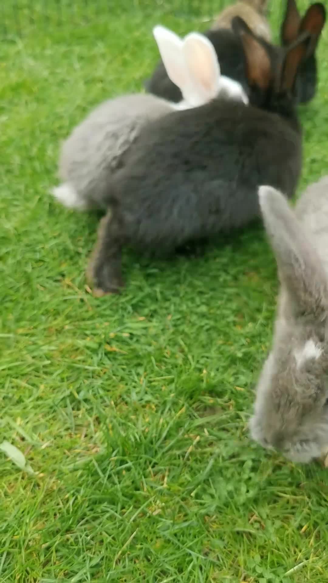 Continental Giant rabbits for sale: Continental giant bunnies  in Northampton - Video 1